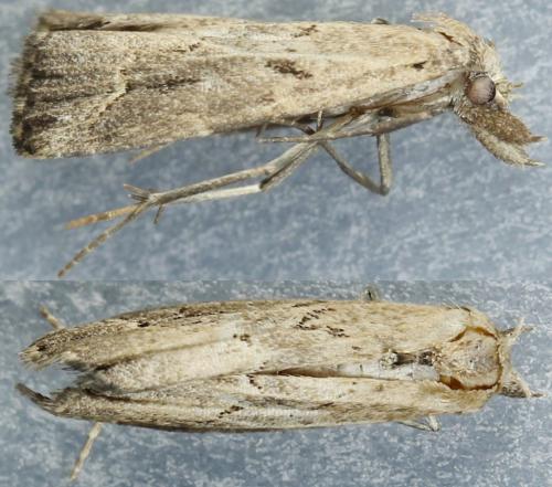Schrankia costaestrigalis